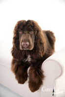 Bunbury Pet Photographer-4