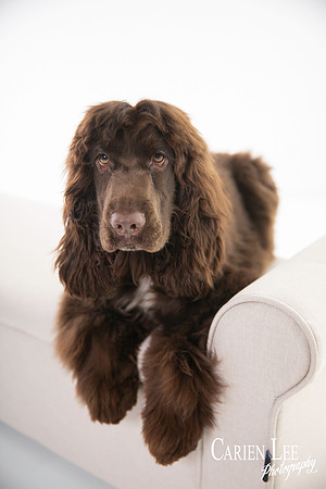 Bunbury Pet Photographer-4