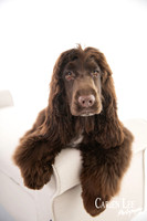 photograph of a dog in Balingup