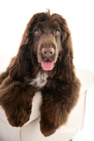 photograph of a dog in Balingup