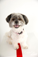 photograph of a dog in Balingup