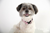 photograph of a dog in Balingup