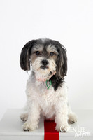 photograph of a dog in Balingup