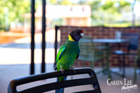 Feather Friends visiting Pinjarra Exchange hotel