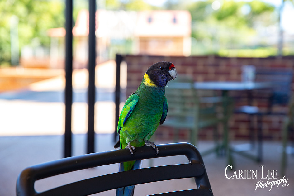Feather Friends visiting Pinjarra Exchange hotel
