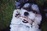 Bunbury Pet Photography - www.carienleephotography (5)