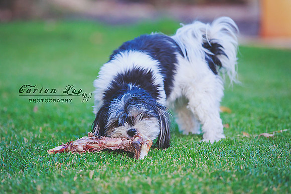 Bunbury Pet Photography - www.carienleephotography (1)