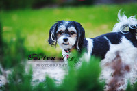 Bunbury Pet Photography - www.carienleephotography (2)
