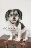 Bunbury Pet Photography - www.carienleephotography (4)