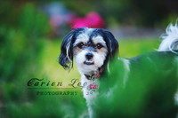 Bunbury Pet Photography - www.carienleephotography (3)