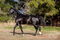 Bunbury-equine-photography-advance-attack-20