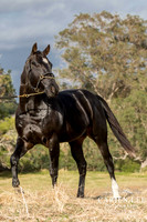 Bunbury-equine-photography-advance-attack-11