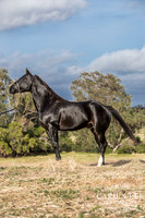 Bunbury-equine-photography-advance-attack-8