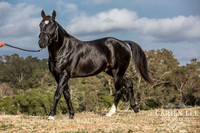 Bunbury-equine-photography-advance-attack-6