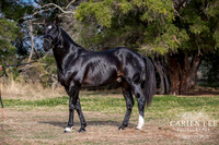 Bunbury-equine-photography-advance-attack-16