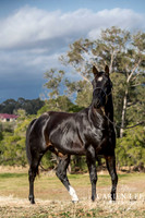 Bunbury-equine-photography-advance-attack-3