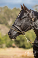 Bunbury-equine-photography-advance-attack-7