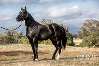 Bunbury-equine-photography-advance-attack-2
