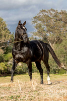 Bunbury-equine-photography-advance-attack-12