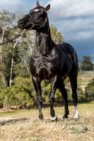 Bunbury-equine-photography-advance-attack-4