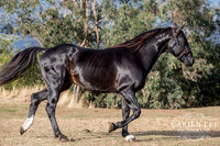 Bunbury-equine-photography-advance-attack-15