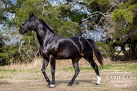 Bunbury-equine-photography-advance-attack-17