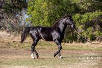 Bunbury-equine-photography-advance-attack-14