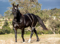 Bunbury-equine-photography-advance-attack-10
