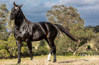 Bunbury-equine-photography-advance-attack-9
