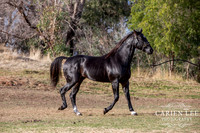Bunbury-equine-photography-advance-attack-13