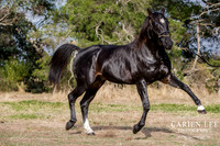 Bunbury-equine-photography-advance-attack-19