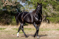 Bunbury-equine-photography-advance-attack-18