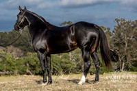 Bunbury-equine-photography-advance-attack-5