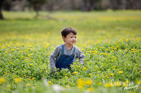 Photo of a boy during family session in Collie